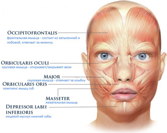 схема расположения лицевых мышц