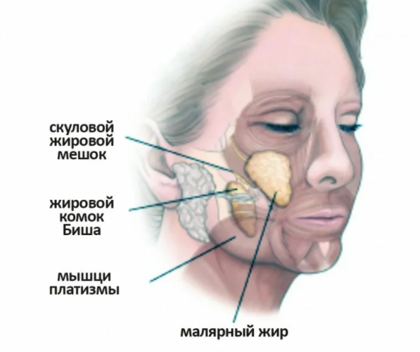 анатомия щеки